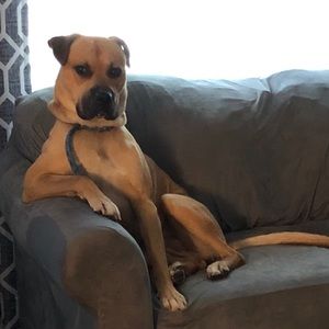 Meet your Posher, 🐝buzz